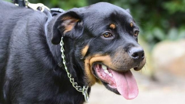 Rottweiller Rottweiller