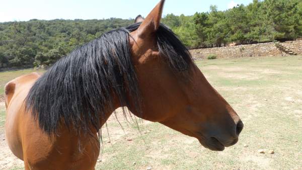 UNO DE LOS CABALLOS QUE RESIDEN EN ELREFUGIO DE ARCADIA UNO DE LOS CABALLOS QUE RESIDEN EN ELREFUGIO DE ARCADIA