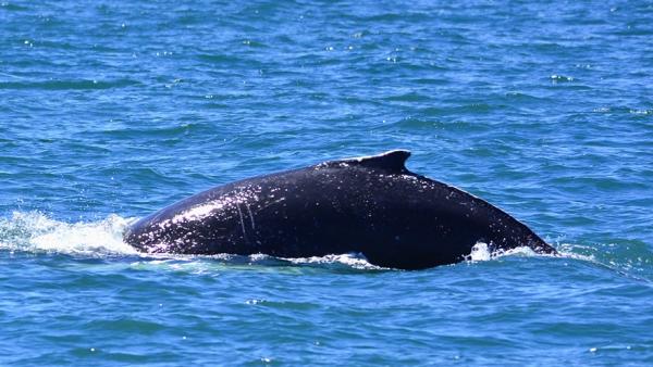 Las ballenas jorabadas llegan al Mediterráneo para alimentarse Las ballenas jorabadas llegan al Mediterráneo para alimentarse