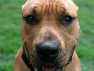 Pitbull