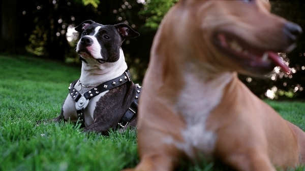 Perros pitbull Perros pitbull