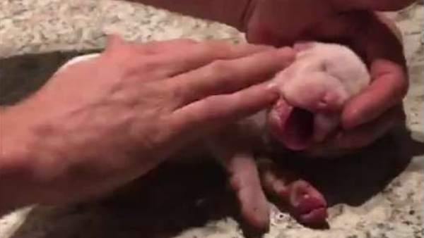 Reaniman a una cría asfixiada Reaniman a una cría asfixiada