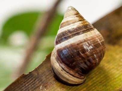 George, el último caracol de la especie 'Achatinella apexfulva'