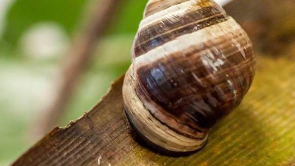 George, el último caracol de la especie 'Achatinella apexfulva' George, el último caracol de la especie 'Achatinella apexfulva'