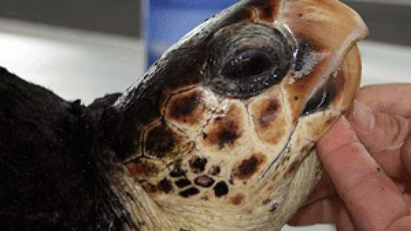 Tortuga atendida en la zona del Delta de l'Ebre Tortuga atendida en la zona del Delta de l'Ebre
