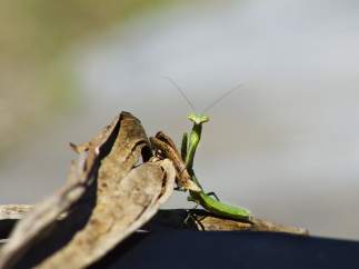 Mantis Religiosa