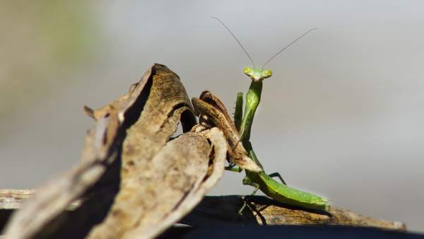 Mantis Religiosa Mantis Religiosa