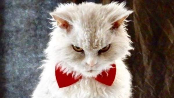 Pompous Albert, el gato más enfadado de Instagram Pompous Albert, el gato más enfadado de Instagram
