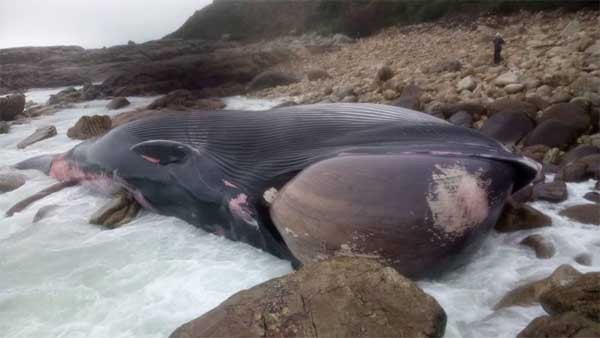 El cadáver de la ballena varado en las rocas del municipio de Oia El cadáver de la ballena varado en las rocas del municipio de Oia