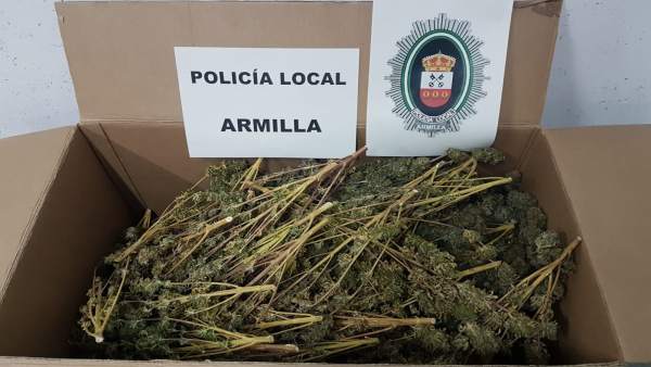 Ramas de cannabis sativa incautadas en un domicilio Ramas de cannabis sativa incautadas en un domicilio