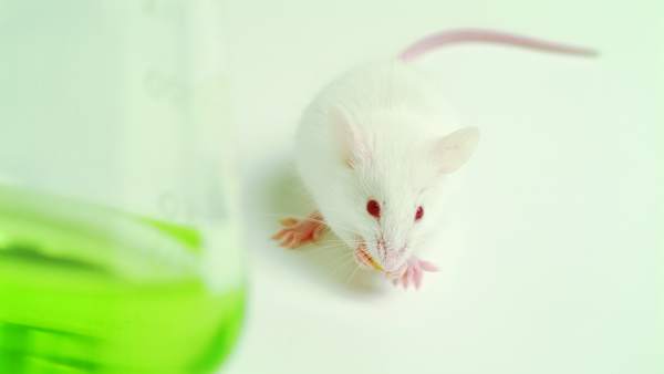 Ratón de laboratorio Ratón de laboratorio