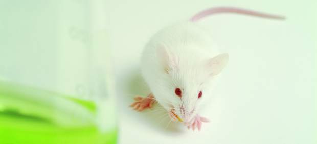 Ratón de laboratorio