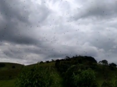 Espectacular lluvia de arañas en Brasil