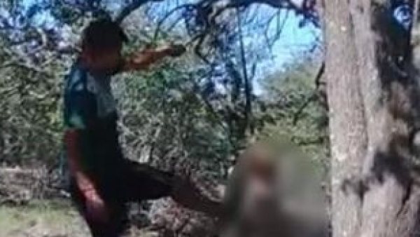 Un jóven mata a palazos a su perro porque no le deja dormir Un jóven mata a palazos a su perro porque no le deja dormir