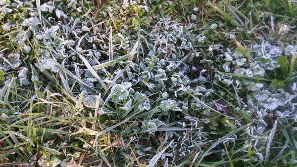 Frio, helada, hierba helada Frio, helada, hierba helada