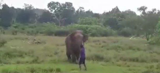 Hombre pisoteado por elefante