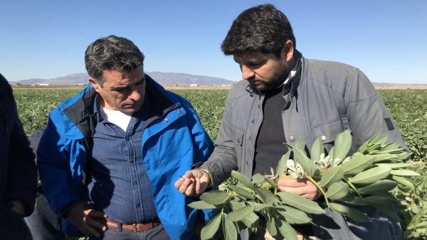 López Miras visita el campo para comprobar los daños por las heladas López Miras visita el campo para comprobar los daños por las heladas