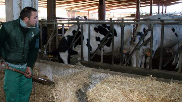 Ganadero con vacas Ganadero con vacas
