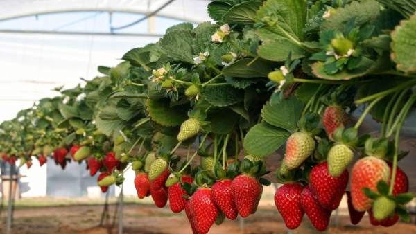 Fresas de Huelva Fresas de Huelva