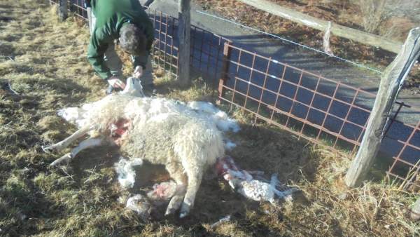 Oveja atacada por el lobo esta misma semana en Laviana. Oveja atacada por el lobo esta misma semana en Laviana.