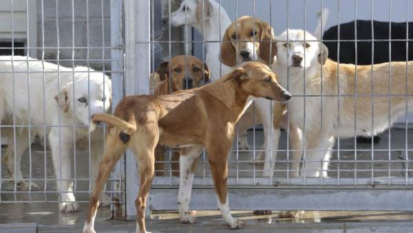 Centro de recogida de animales de la Diputación de Huesca Centro de recogida de animales de la Diputación de Huesca