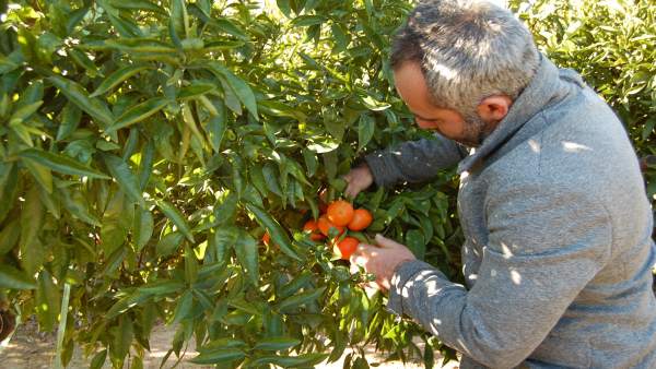 Agricultor en un campo de naranjas Agricultor en un campo de naranjas