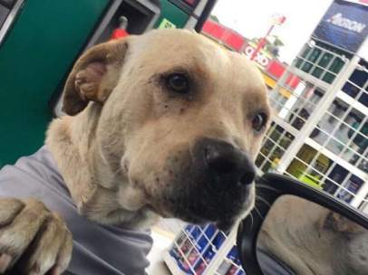 Randy, un perro callejero rescatado