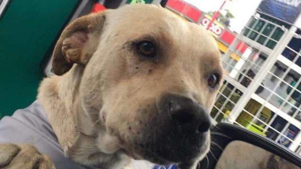 Randy, un perro callejero rescatado Randy, un perro callejero rescatado