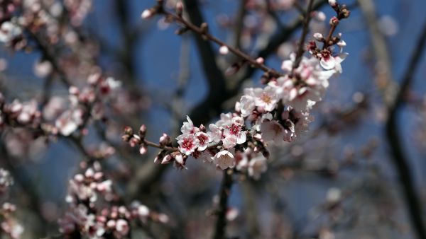 Almendros en flor Almendros en flor