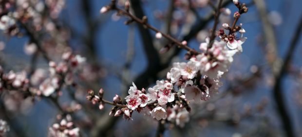 Almendros en flor