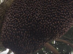 El fascinante mecanismo de defensa de las abejas asiáticas contra las avispas