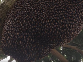 Mecanismo de defensa de las abejas asiáticas