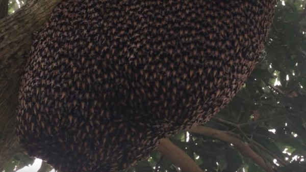 Mecanismo de defensa de las abejas asiáticas Mecanismo de defensa de las abejas asiáticas