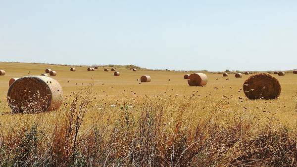 Campo Campo