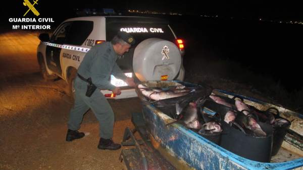 Pescado incautado a un furtivo en Marismas del Odiel. Pescado incautado a un furtivo en Marismas del Odiel.