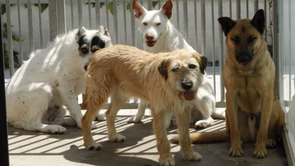 Una imagen de archivo de perros en Adopción Una imagen de archivo de perros en Adopción