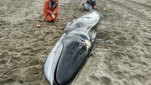 Ballena varada en Muxía Ballena varada en Muxía