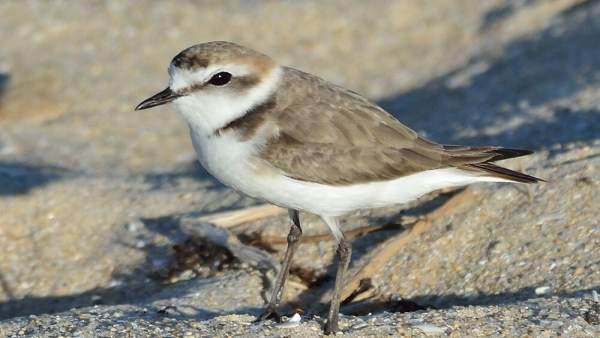 Chortilejo patinegro, elegida Ave del Año 2019 por SEO/BirdLife Chortilejo patinegro, elegida Ave del Año 2019 por SEO/BirdLife