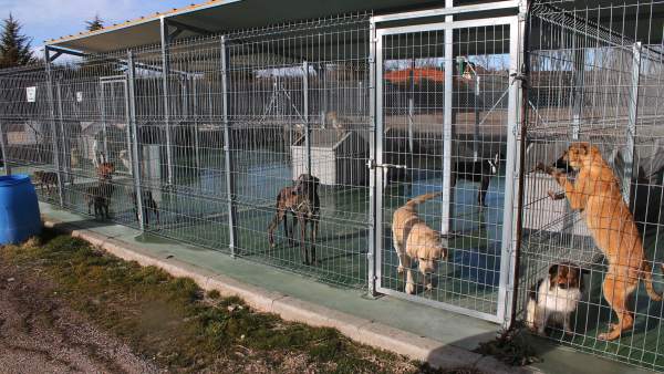 Albergue de animales Albergue de animales
