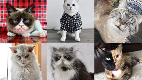 Gatos más populares de Instagram Gatos más populares de Instagram