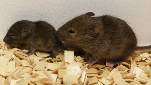Ratones de laboratorio