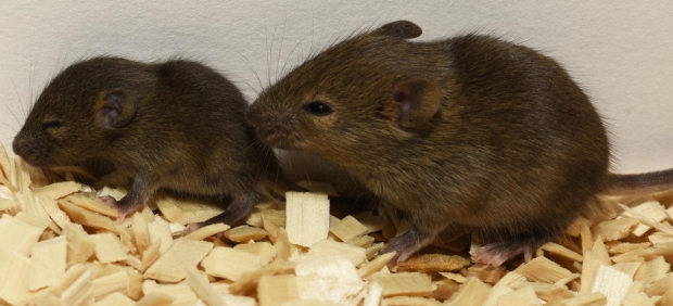 Ratones de laboratorio