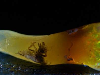 Insecto atrapado en ópalo