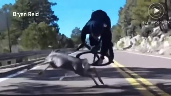 Sobrecogedor accidente de un ciclista atropellado por un ciervo Sobrecogedor accidente de un ciclista atropellado por un ciervo