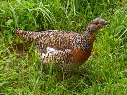 Hembra de Urogallo cantábrico