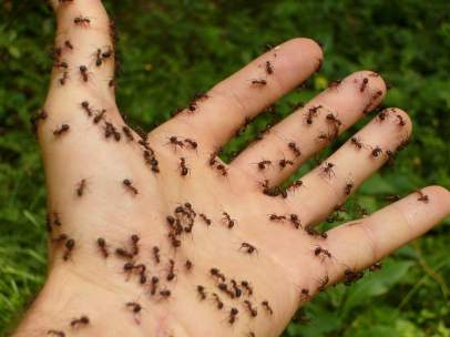 Hormigas.
