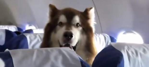 Un malamute de Alaska
