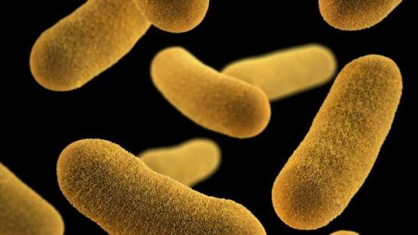 Bacterias Bacterias