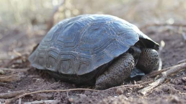Tortugas bebés Tortugas bebés
