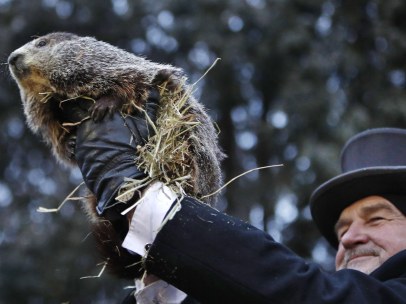 Marmota Phil